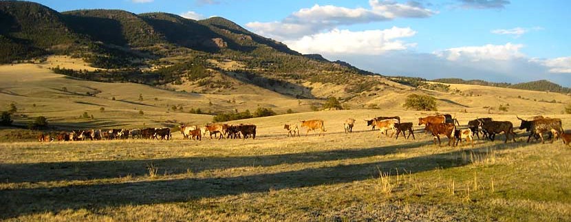 Image result for cattle ranches in colorado