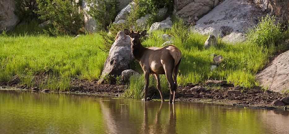 Horse Springs- Elk at water