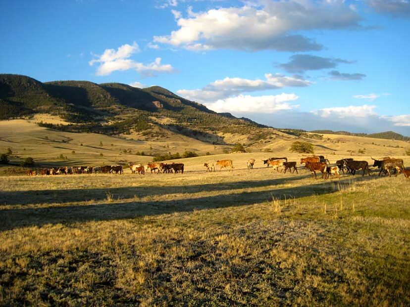 NEW LISTING – Colorado Hunting & Cattle Ranches