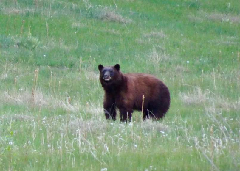 How Avid Hunters Boost Ranching for Wildlife