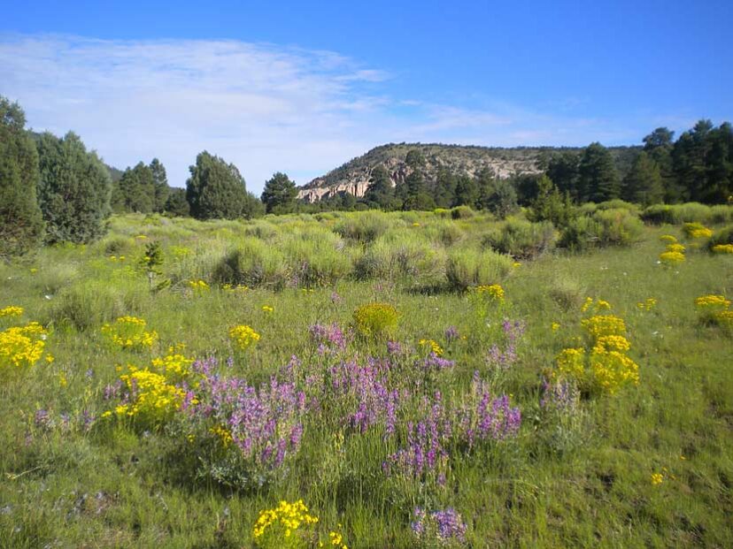 Horse Springs Ranch