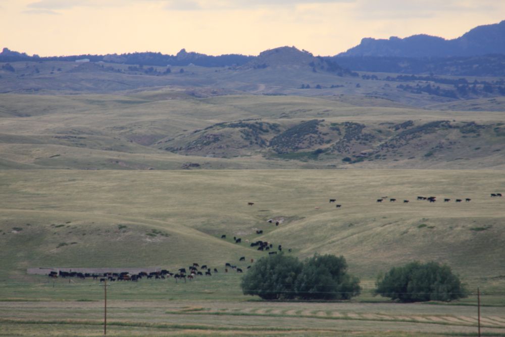 Image result for thunder basin WY