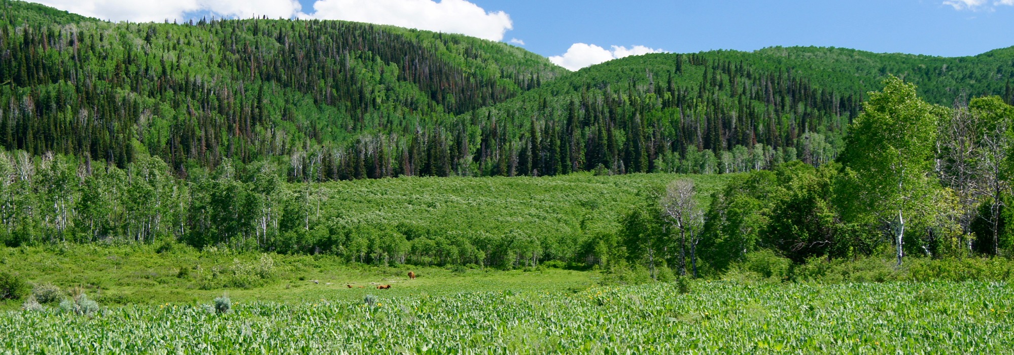 Ranches for Sale Colorado, Wyoming, New Mexico & Utah