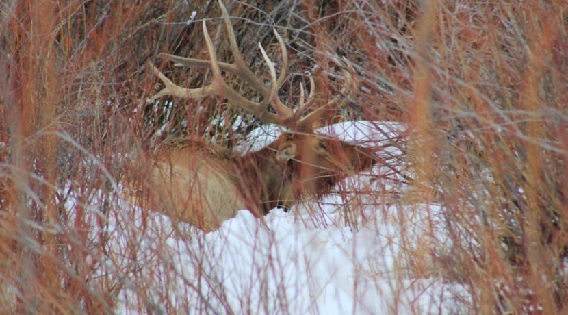 NM Elk Hunt: On the Hunt for Trophy Elk in New Mexico