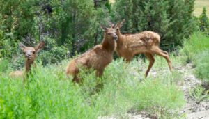 NM Ranch