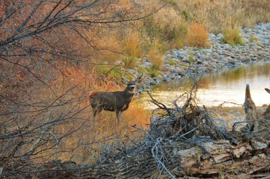 Paint Rock Canyon Ranch Wyoming