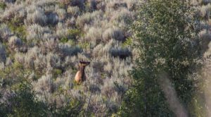 Big Cimarron River Ranch in Colorado