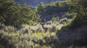 Big Cimarron River Ranch in Colorado