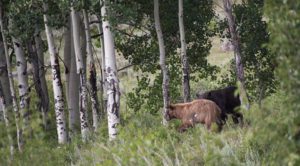 Big Cimarron River Ranch in Colorado