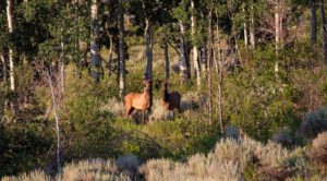 Big Cimarron River Ranch in Colorado