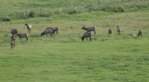 NM Elk Hunt