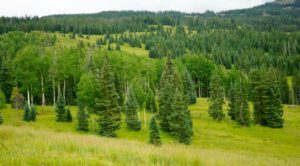 Alpine Ranches for Sale