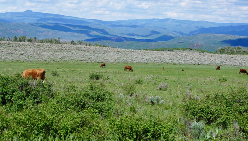 SOLD: Colorado Alpine Ranch with Big Herds of Elk and Cattle