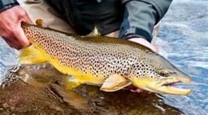 Fly Fishing Properties