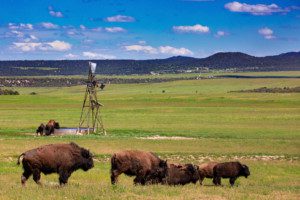 Colorado Cattle/Hunting Ranches