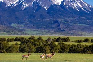 buy a colorado ranch