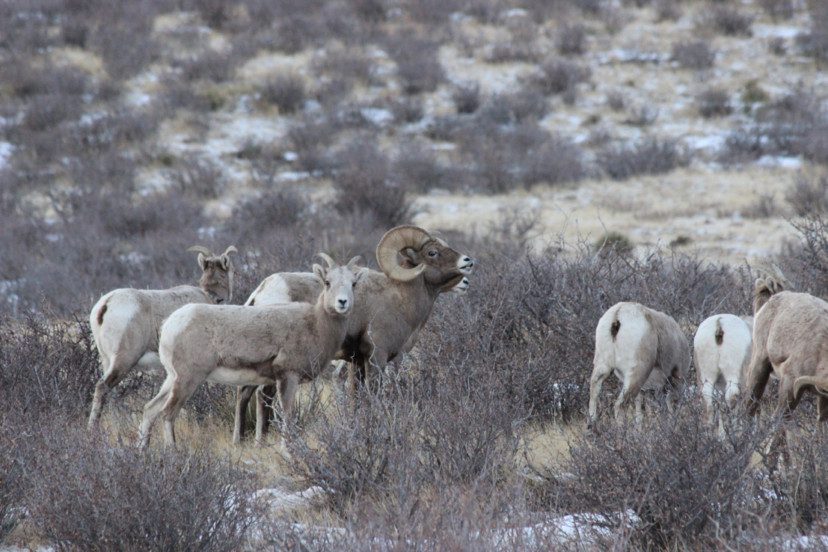 Iron Mountain Ranch