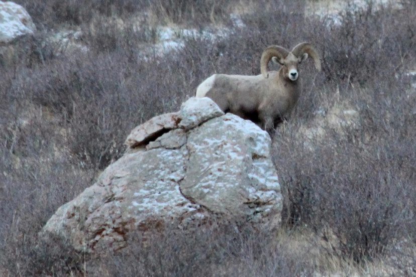 6 Tips for Winter Ranch Management