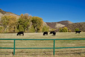 cattle ranches