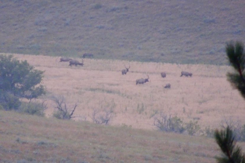 Time to gear up for archery elk season