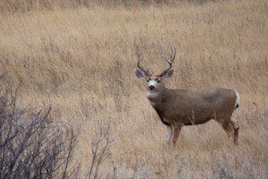 Hunting Ranches for sale