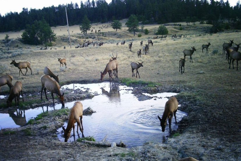 Your Guide to How to Buy a Ranch in Colorado