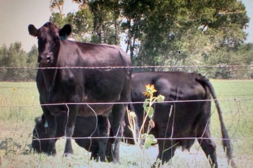 The Best Fencing for Cattle on Your Ranch