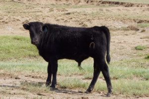 best fence for cattle