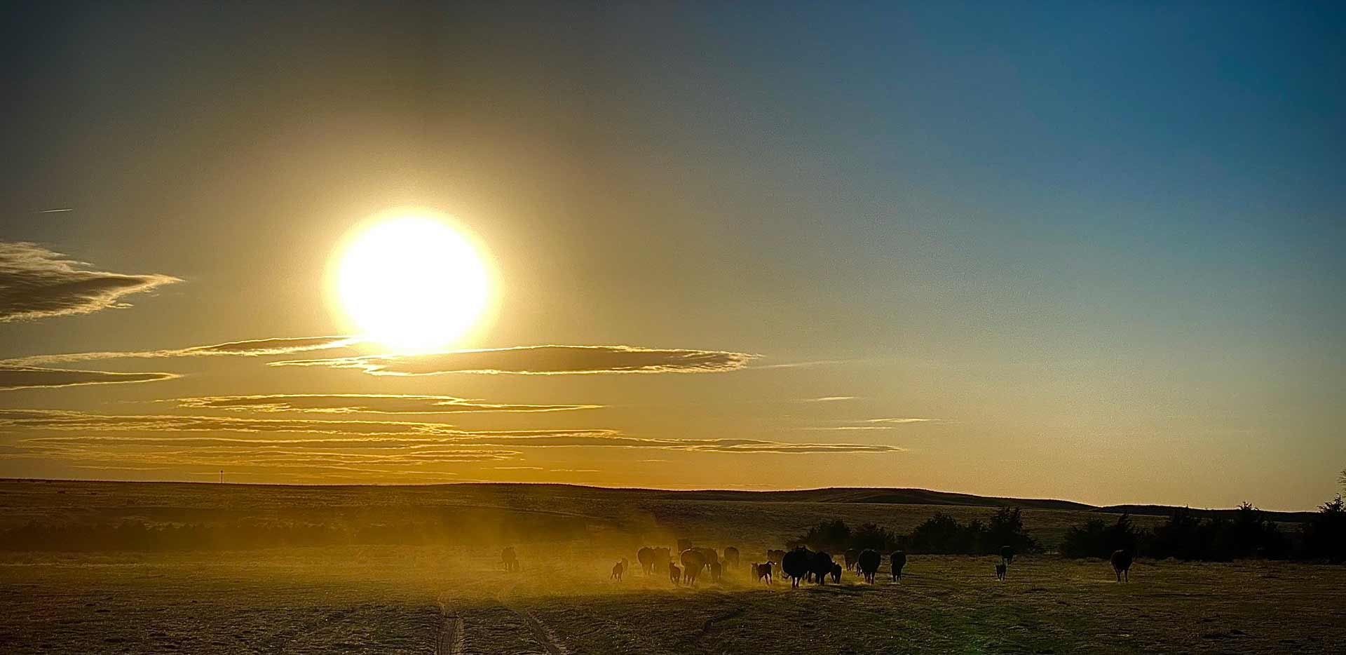 The Importance of Quality Grass & Soil on Your Cattle Ranch