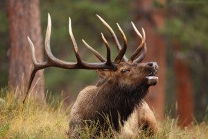 elk hunting from a treestand