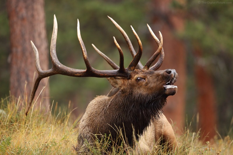 Do’s & Don’ts of Calling During the Elk Rut