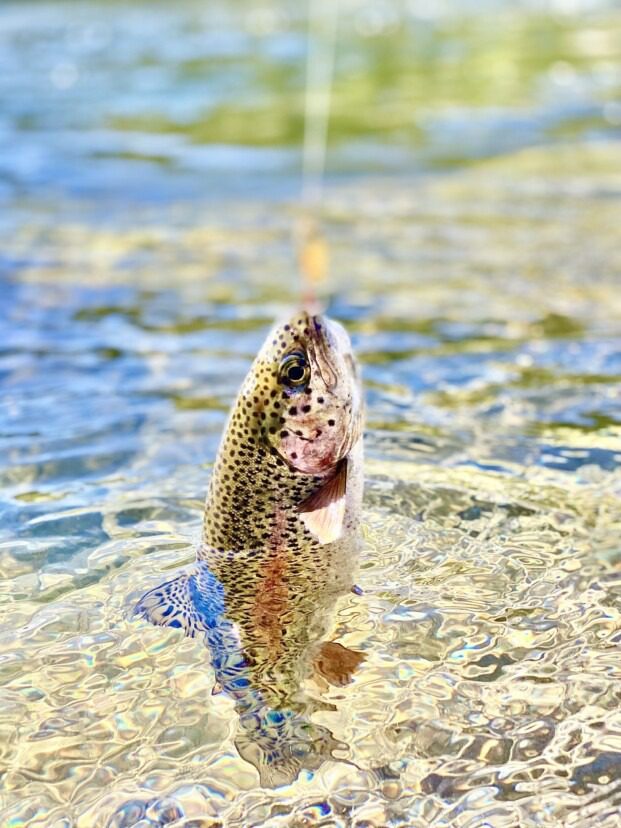 Fishing Tips for Fishing in the Montana Backcountry
