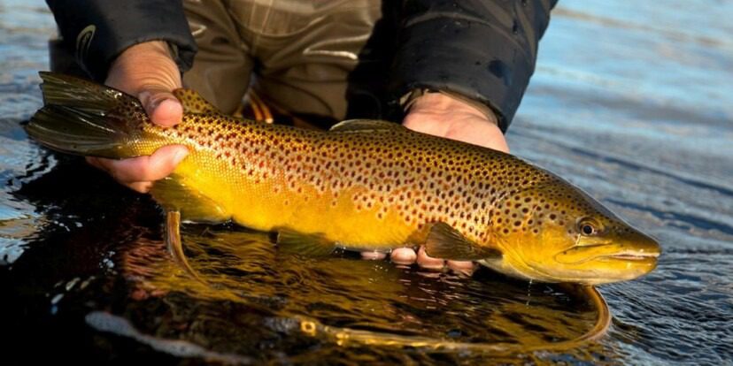 What makes a good Colorado fly fishing ranch?