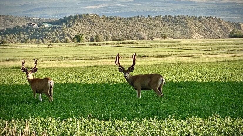 Basic Tips for Mule Deer Success