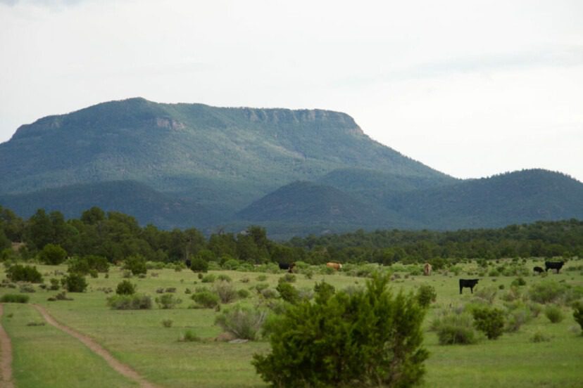 Springtime Checklist for Cattle Management