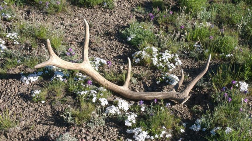 Shed Hunting 2022 Season: What You Need to Know