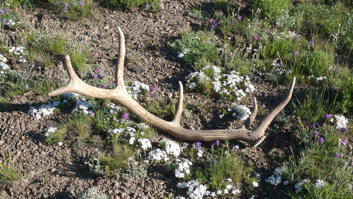 Shed Hunting 2022 Season: What You Need to Know