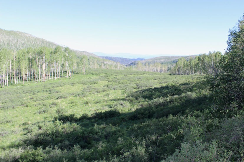 Spanish Forks Grazing Permits