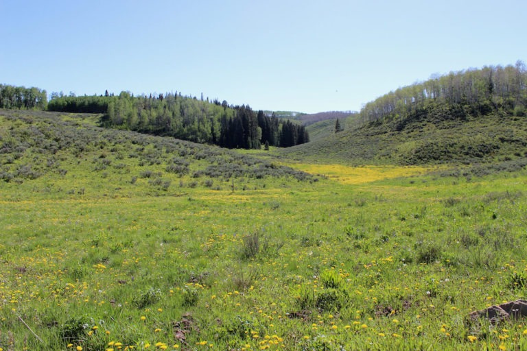 Spanish Forks Grazing Permits