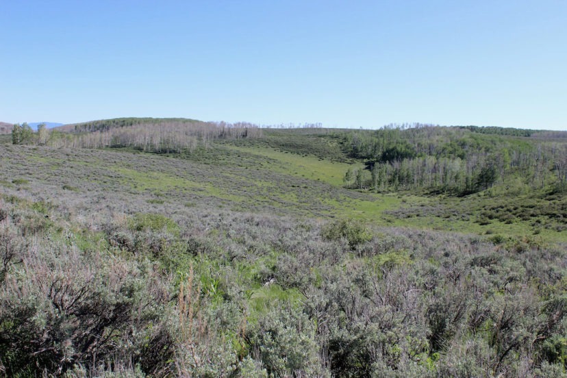 Spanish Forks Grazing Permits
