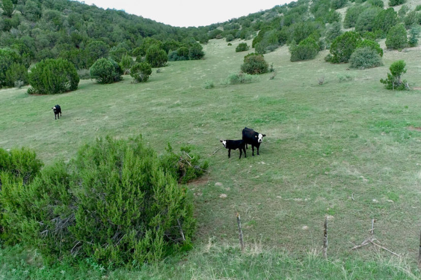 14 Things you should Consider when Buying a Cattle Ranch