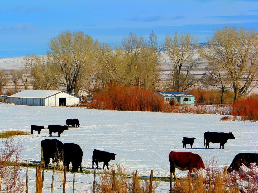 Five ways to keep your herds healthier and happier this winter