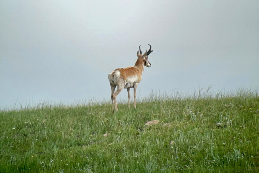 Landowner tags add value to ranch real estate