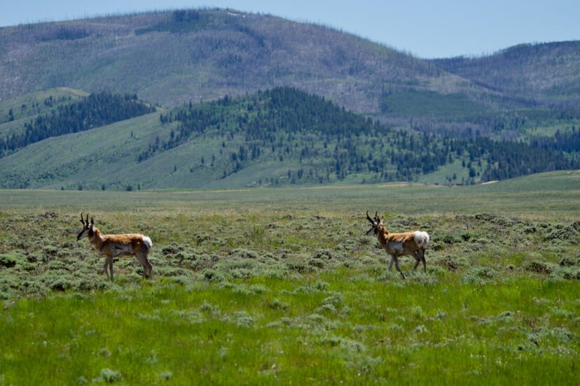 Add equity to your ranch by documenting the presence of wildlife