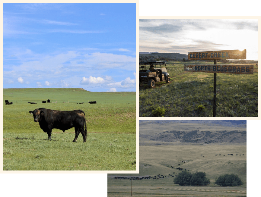 Ranching in Wyoming