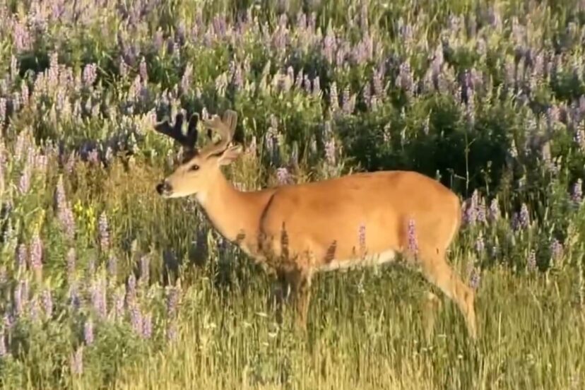 Caring for wildlife is good for game herds and good for ranches