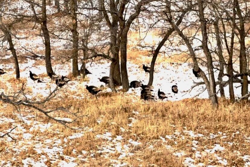 Rocky Mountain ranches are ideal launch pads during gobbler season