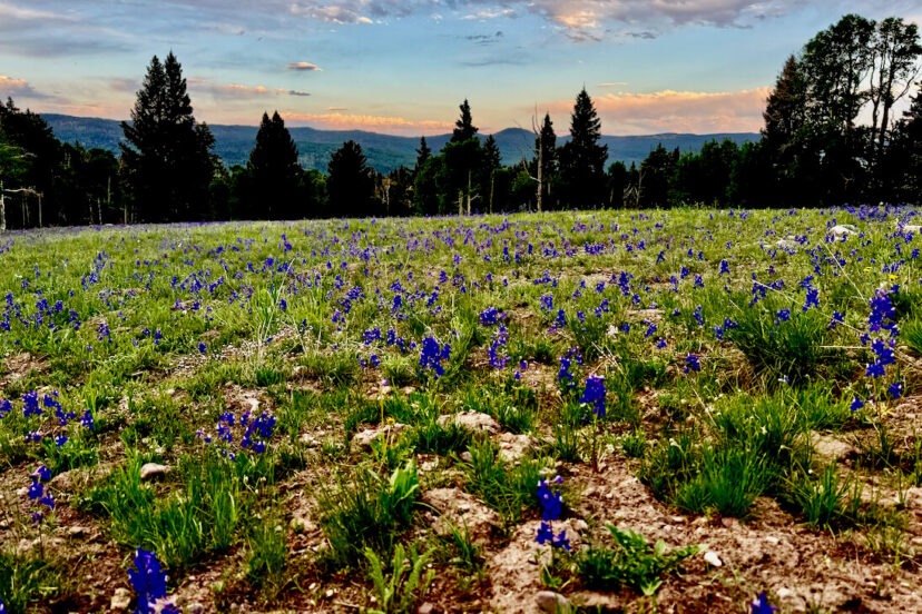 Wildflowers on a ranch