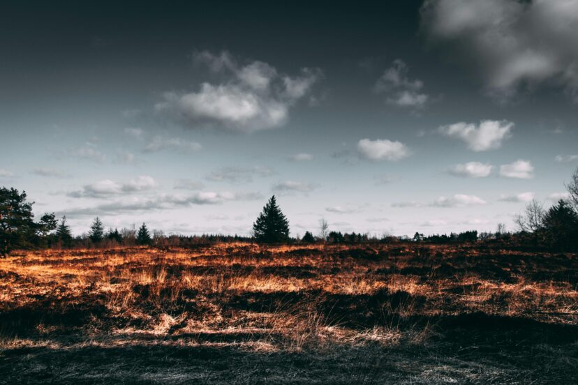After a forest fire