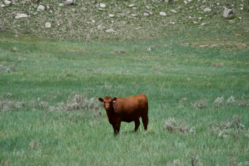 Machine Slim Ranch Slim Ranch - Harrigan Land Company